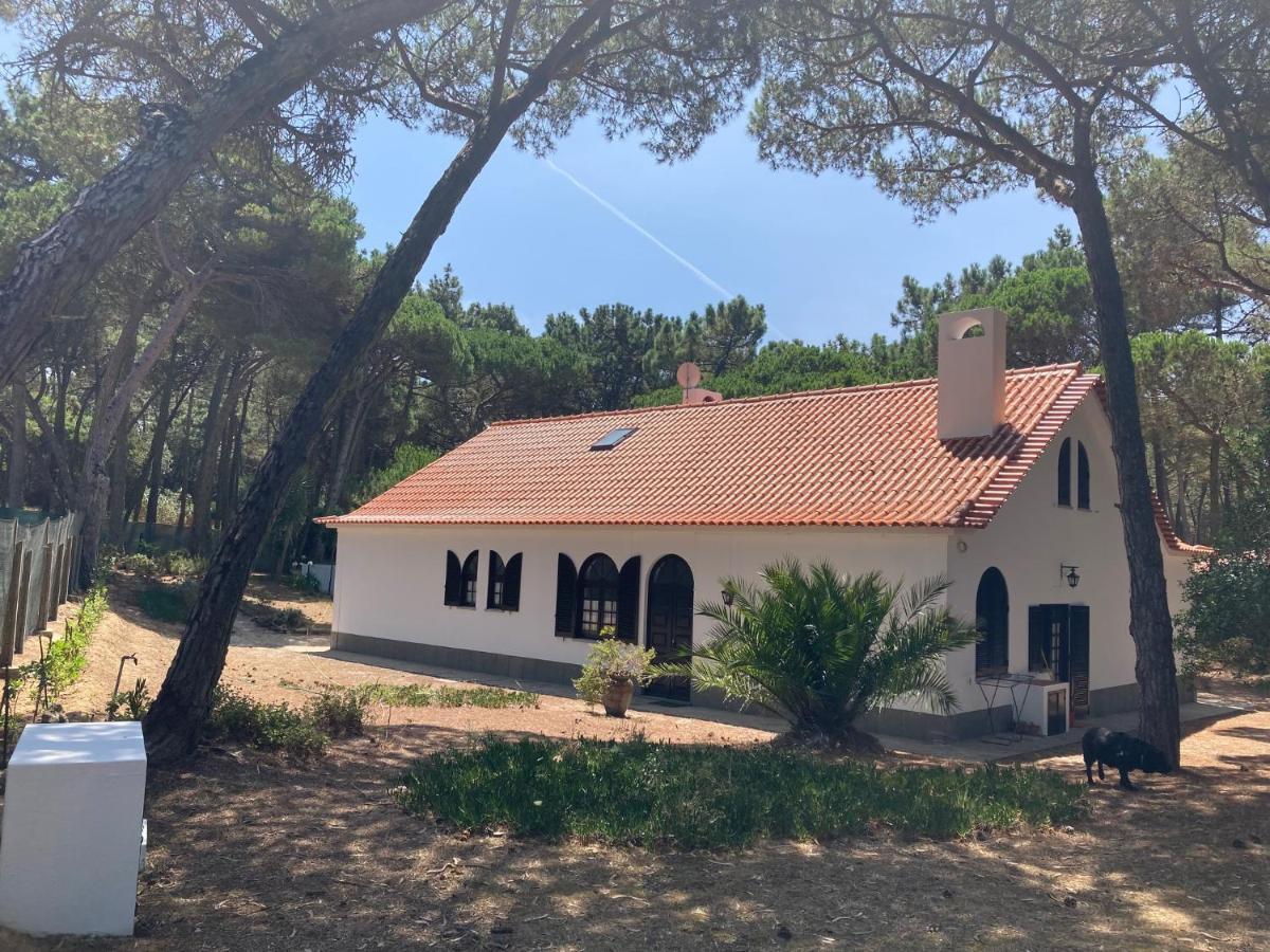Moradia No Pinhal Com Piscina - Espaco E Privacidade Para As Suas Ferias! 신트라 외부 사진